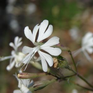 Photographie n°31685 du taxon Silene italica (L.) Pers. [1805]