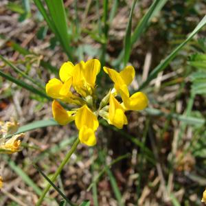 Photographie n°31691 du taxon Hippocrepis comosa L. [1753]