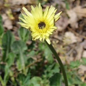 Photographie n°31693 du taxon Urospermum dalechampii (L.) Scop. ex F.W.Schmidt [1795]