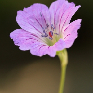 Photographie n°31699 du taxon Geranium nodosum L.