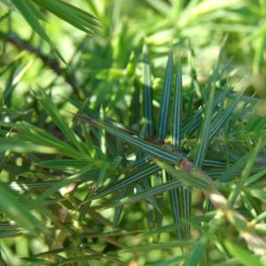 Photographie n°31705 du taxon Juniperus oxycedrus L. [1753]