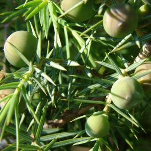 Photographie n°31706 du taxon Juniperus oxycedrus L. [1753]