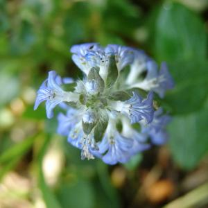 Photographie n°31713 du taxon Ajuga reptans L. [1753]