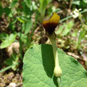 Photographie n°31718 du taxon Aristolochia rotunda L. [1753]