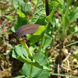 Photographie n°31719 du taxon Aristolochia rotunda L. [1753]