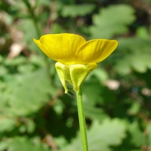 Photographie n°31720 du taxon Ranunculus bulbosus L. [1753]