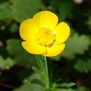 Photographie n°31721 du taxon Ranunculus bulbosus L. [1753]