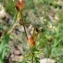  Paul Fabre - Geranium robertianum subsp. purpureum (Vill.) Nyman [1878]