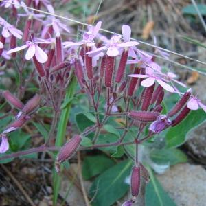  - Saponaria ocymoides L.