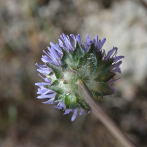 Photographie n°31743 du taxon Jasione montana L. [1753]