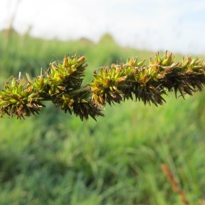 Photographie n°31753 du taxon Carex vulpina L. [1753]