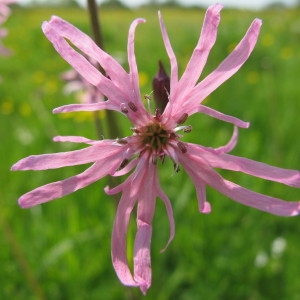 Photographie n°31757 du taxon Silene flos-cuculi (L.) Clairv. [1811]