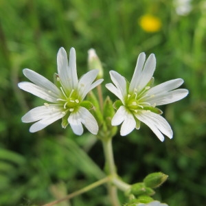 Photographie n°31758 du taxon Cerastium fontanum Baumg. [1816]