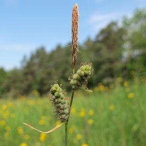 Carex tomentosa f. grasmanniana O.Lang (Laiche à utricules tomenteux)