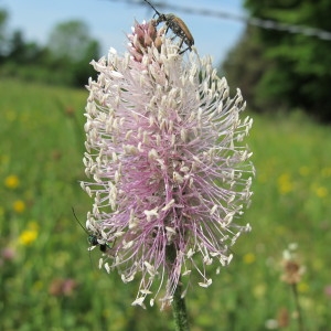 Photographie n°31760 du taxon Plantago media L. [1753]