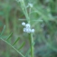  Paul Fabre - Vicia hirsuta (L.) Gray [1821]