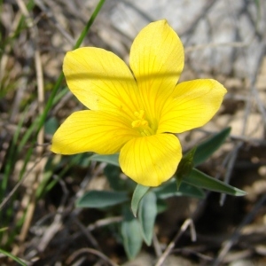 Photographie n°31775 du taxon Linum campanulatum L.