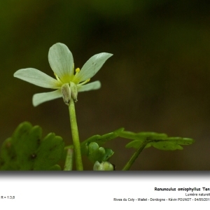 Ranunculus hederaceus subsp. lenormandii (F.W.Schultz) Bonnier & Layens (Renoncule de Lenormand)