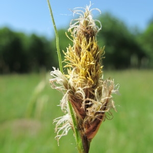 Photographie n°31820 du taxon Carex disticha Huds. [1762]