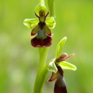 Photographie n°31829 du taxon Ophrys insectifera L. [1753]