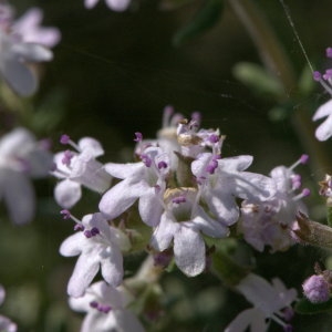 Photographie n°31837 du taxon Thymus vulgaris L. [1753]