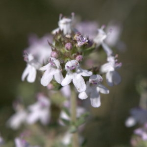 Photographie n°31839 du taxon Thymus vulgaris L. [1753]