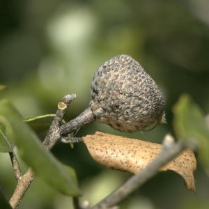 Photographie n°31845 du taxon Quercus ilex L. [1753]