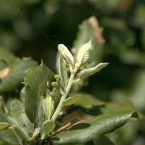 Photographie n°31847 du taxon Quercus ilex L. [1753]