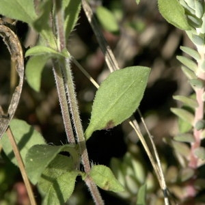 Photographie n°31849 du taxon Saponaria ocymoides L.