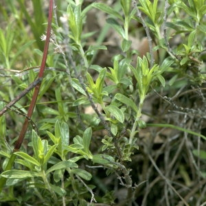 Photographie n°31858 du taxon Satureja montana L. [1753]