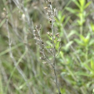 Photographie n°31859 du taxon Satureja montana L. [1753]