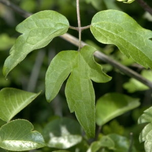 Photographie n°31863 du taxon Clematis vitalba L.