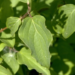 Photographie n°31891 du taxon Cornus sanguinea L.