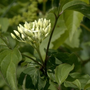 Photographie n°31892 du taxon Cornus sanguinea L.