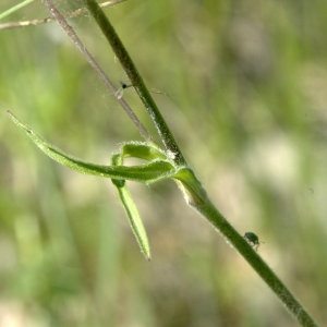 Photographie n°31896 du taxon Silene italica (L.) Pers. [1805]