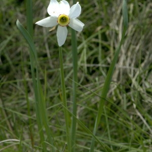 Photographie n°31903 du taxon Narcissus poeticus L.