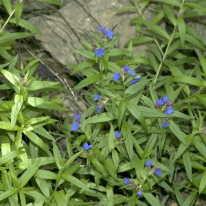 Photographie n°31913 du taxon Lithospermum purpurocaeruleum L. [1753]