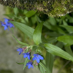 Photographie n°31914 du taxon Lithospermum purpurocaeruleum L. [1753]