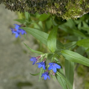 Photographie n°31915 du taxon Lithospermum purpurocaeruleum L. [1753]