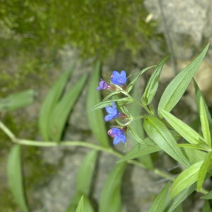 Photographie n°31916 du taxon Lithospermum purpurocaeruleum L. [1753]