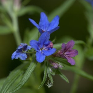 Photographie n°31917 du taxon Lithospermum purpurocaeruleum L. [1753]