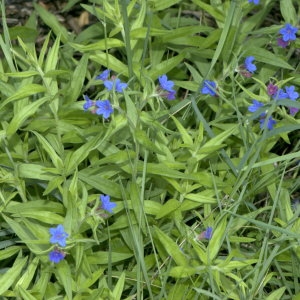 Photographie n°31919 du taxon Lithospermum purpurocaeruleum L. [1753]