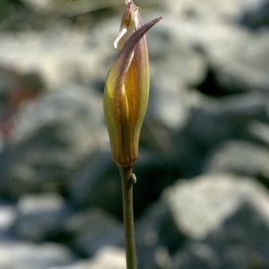 Photographie n°31927 du taxon Tulipa australis Link [1799]