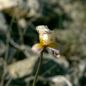 Photographie n°31930 du taxon Tulipa australis Link [1799]