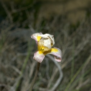 Photographie n°31931 du taxon Tulipa australis Link [1799]