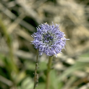 Photographie n°31933 du taxon Globularia bisnagarica L. [1753]