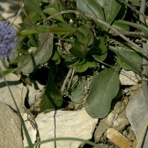 Photographie n°31934 du taxon Globularia bisnagarica L. [1753]