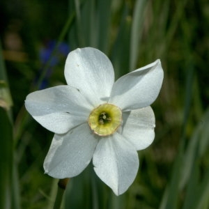 Photographie n°31935 du taxon Narcissus poeticus L.