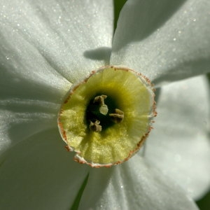 Photographie n°31937 du taxon Narcissus poeticus L.