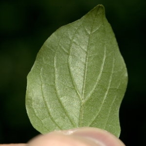 Photographie n°31944 du taxon Cornus sanguinea L.